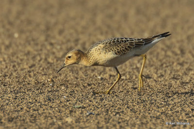 Buff-breasted Sandpiper juvenile, Rogers Co, OK, 003478a.jpg