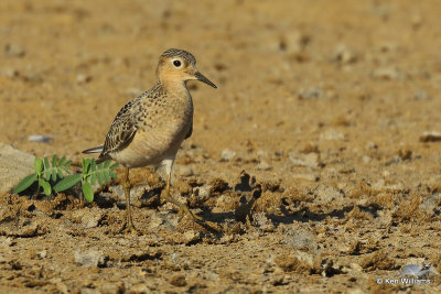 Buff-breasted Sandpiper juvenile, Rogers Co, OK, 003484a.jpg