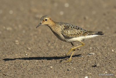 Buff-breasted Sandpiper juvenile, Rogers Co, OK, 003488a.jpg
