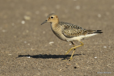 Buff-breasted Sandpiper juvenile, Rogers Co, OK, 003489a.jpg