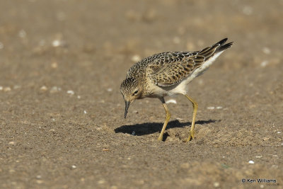 Buff-breasted Sandpiper juvenile, Rogers Co, OK, 003491a.jpg