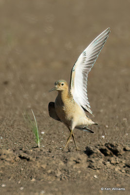 Buff-breasted Sandpiper juvenile, Rogers Co, OK, 003492a.jpg