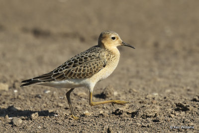 Buff-breasted Sandpiper juvenile, Rogers Co, OK, 003501a.jpg
