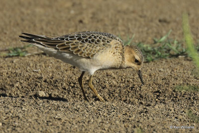 Buff-breasted Sandpiper juvenile, Rogers Co, OK, 003502a.jpg