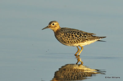 Buff-breasted Sandpiper juvenile, Rogers Co, OK, 003503a.jpg