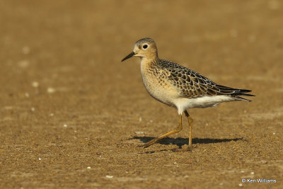 Buff-breasted Sandpiper juvenile, Rogers Co, OK, 003508a.jpg