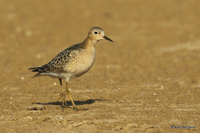 Buff-breasted Sandpiper juvenile, Rogers Co, OK, 003509a.jpg
