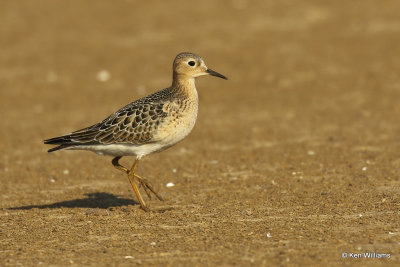 Buff-breasted Sandpiper juvenile, Rogers Co, OK, 003513a.jpg