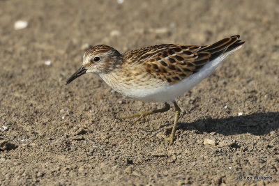 Least Sandpiper, Rogers Co, OK, 003602a.jpg