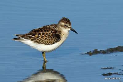 Least Sandpiper juvenile, Rogers Co, OK, 003608a.jpg