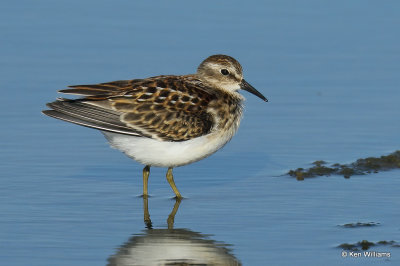 Least Sandpiper juvenile, Rogers Co, OK, 003611a.jpg
