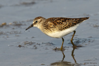 Least Sandpiper juvenile, Rogers Co, OK, 006341a.jpg