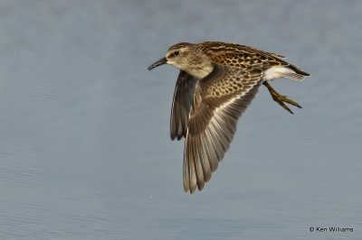 Least Sandpiper juvenile, Rogers Co, OK, 006343a.jpg