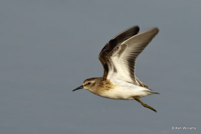 Least Sandpiper juvenile, Rogers Co, OK, 006345a.jpg