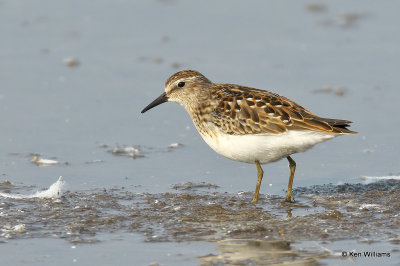 Least Sandpiper juvenile, Rogers Co, OK, 006352a.jpg