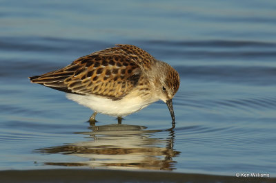 Least Sandpiper juvenile, Rogers Co, OK, 006982a.jpg