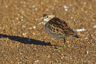 Least Sandpiper juvenile, Rogers Co, OK,009671a.jpg