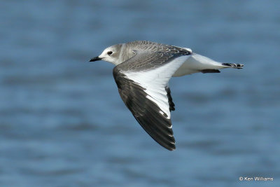 :Sabine's Gull: