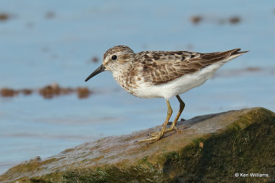 Least Sandpiper, Ft Gibson Lake, Wagoner Co, OK, 8-12-21, R_002874a.jpg