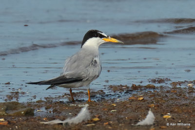 Least Tern - Interior,, Ft Gibson Lake, Wagoner Co, OK, 8-12-21, R_002790a.jpg