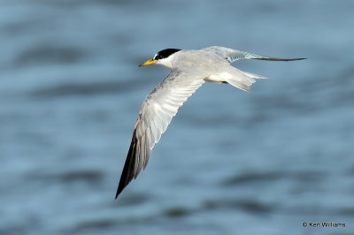 Least Tern - Interior,, Ft Gibson Lake, Wagoner Co, OK, 8-12-21, R_002795a.jpg
