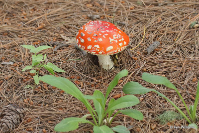 Amanita Mushroom, Barfoot Park, AZ_26742a.jpg