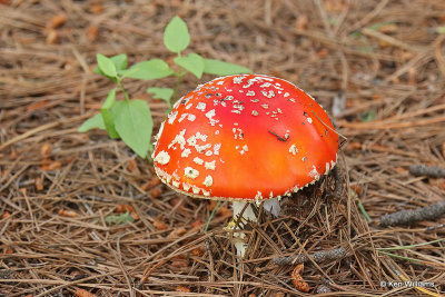 Amanita Mushroom, Barfoot Park, AZ_26743a.jpg