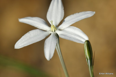 Mexican Star, Milla biflora, Madera Canyon, AZ_28819a.jpg