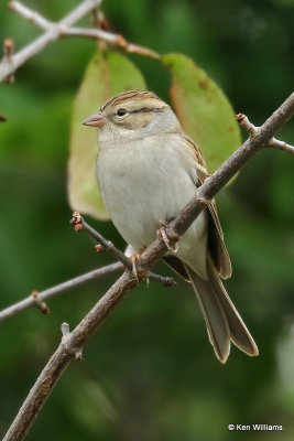 Clay-colored Sparrow, Rogers Co yard, OK, 10_13_2021_R_010235a.jpg