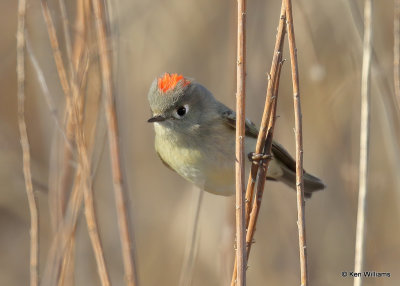 Ruby-crowned Kinglet, Sequoyah Co, OK, 1_31_2022_Ra_014237.jpg