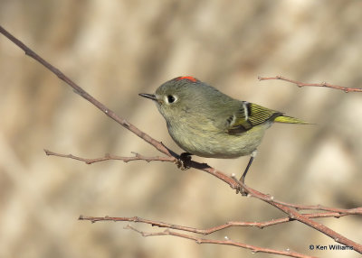 Ruby-crowned Kinglet, Sequoyah Co, OK, 1_31_2022_Ra_014240.jpg