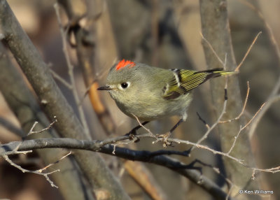 Ruby-crowned Kinglet, Sequoyah Co, OK, 1_31_2022_Ra_014243.jpg