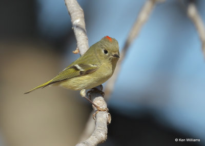 Ruby-crowned Kinglet, Sequoyah Co, OK, 1_31_2022_Ra_014255.jpg