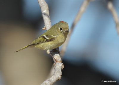 Ruby-crowned Kinglet, Sequoyah Co, OK, 1_31_2022_Ra_014256.jpg