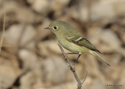 Ruby-crowned Kinglet, Sequoyah Co, OK, 1_31_2022_Ra_014268.jpg