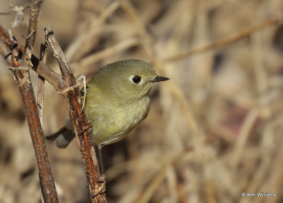 Ruby-crowned Kinglet, Sequoyah Co, OK, 1_31_2022_Ra_014270.jpg