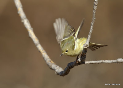 Ruby-crowned Kinglet, Sequoyah Co, OK, 1_31_2022_Ra_014276.jpg