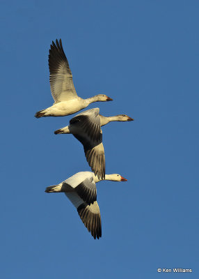 Snow Geese, Sequoyah Co, OK, 1_31_2022_Ra_013842.jpg