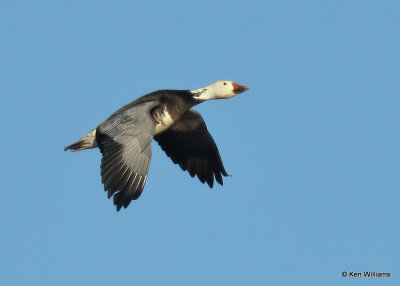 Snow Goose dark morph adult, Sequoyah Co, OK, 1_31_2022_Ra_013976.jpg