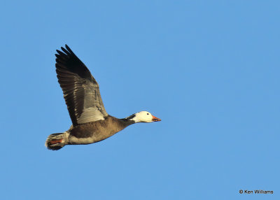 Snow Goose dark morph adult, Sequoyah Co, OK, 1_31_2022_Ra_013882.jpg