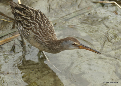 Clapper Rail, South Padre Island, TX, 03_17_2022a_001940.jpg