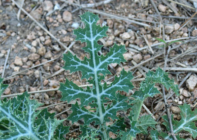 Milk Thistle leaf, Silybum marianum, Santa Ana NWR, TX, 03_14_2022a_000190.jpg