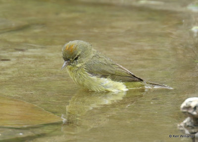 : Orange-crowned Warbler :