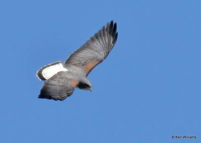 White-tailed Hawk
