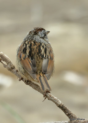 Swamp Sparrow, Rogers Co yard, OK, 03_31_2022_Ra_017471.jpg
