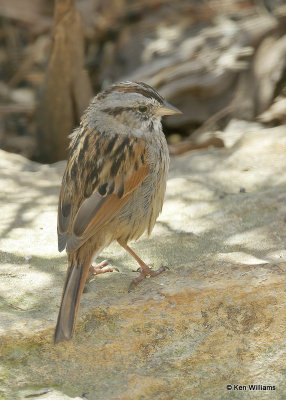 Swamp Sparrow, Rogers Co yard, OK, 04_01_2022_Ra_017489.jpg