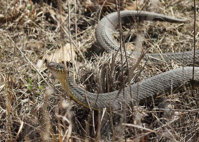 Plain-bellied Watersnake, Muskogee Co, OK, 03_25_2022_Ra_017145.jpg