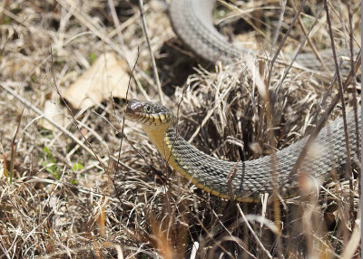 Plain-bellied Watersnake, Muskogee Co, OK, 03_25_2022_Ra_017149.jpg