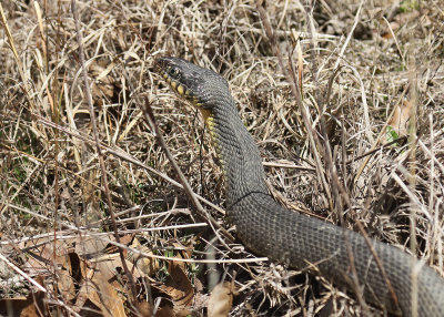 Plain-bellied Watersnake, Muskogee Co, OK, 03_25_2022_Ra_017150.jpg