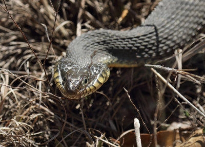 Plain-bellied Watersnake, Muskogee Co, OK, 03_25_2022_Ra_017153.jpg